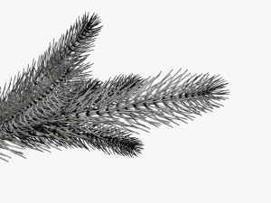 Fir tree branch 02 Modello 3D