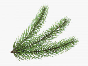 Fir tree branch 03 Modelo 3D