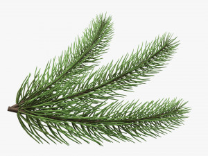 Fir tree branch 03 3D Model