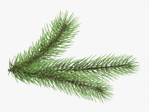Fir tree branch 03 3D Model