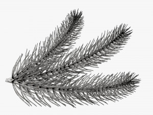 Fir tree branch 03 3D Model