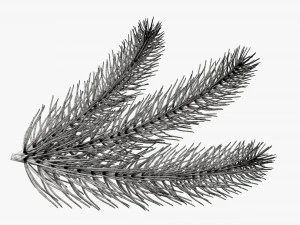 Fir tree branch 03 3D Model