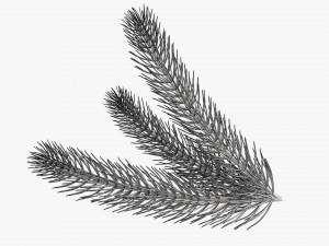 Fir tree branch 03 3D Model