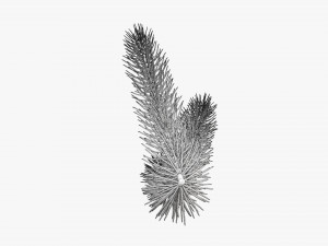 Fir tree branch 03 3D Model