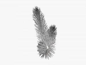 Fir tree branch 03 3D Model