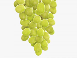 Grapes 05 3D Model