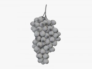Grapes 05 3D Model