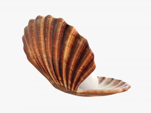 Perla all'interno della conchiglia Modello 3D