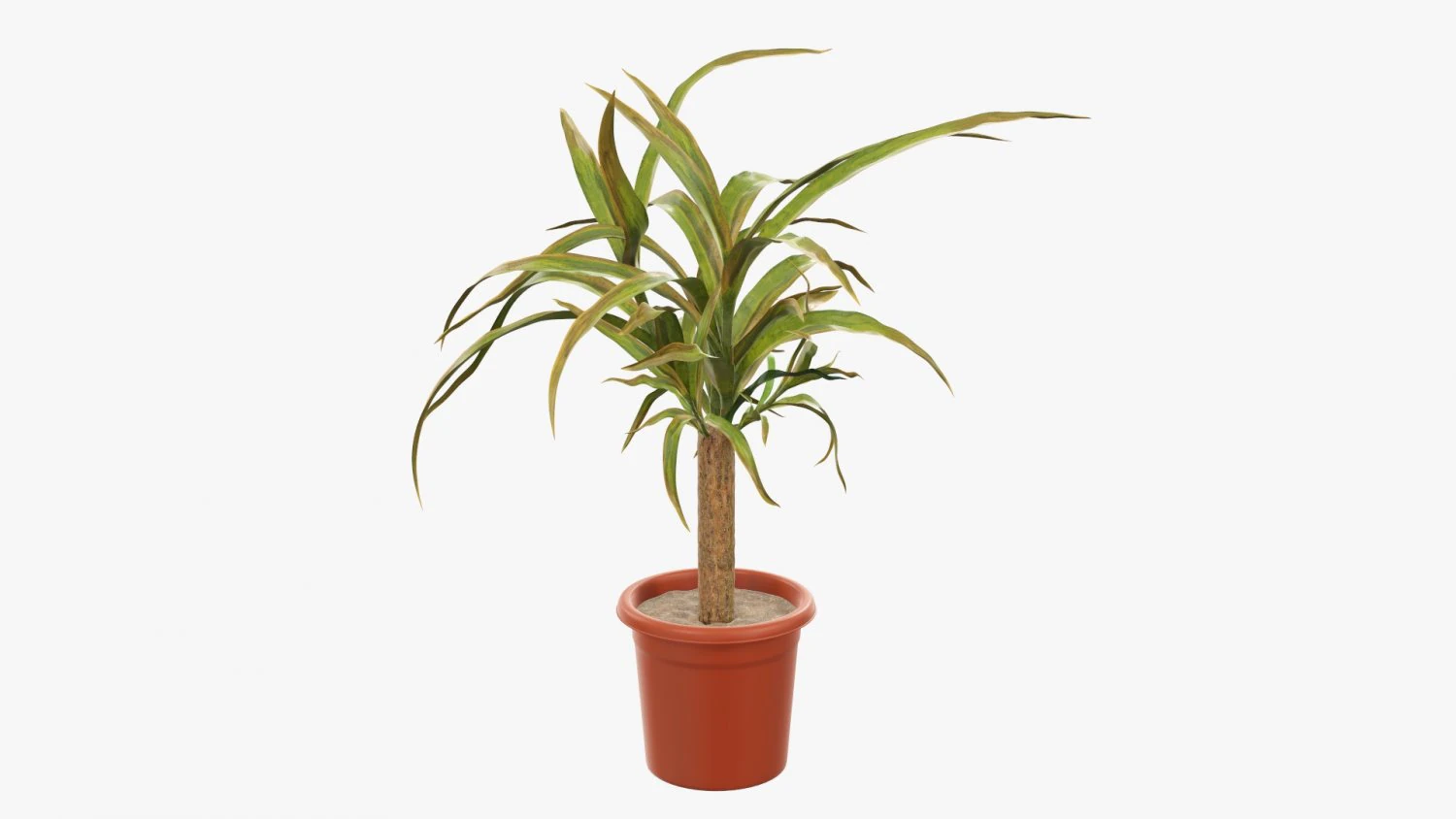 Plant 01 3D Model .c4d .max .obj .3ds .fbx .stl .blend