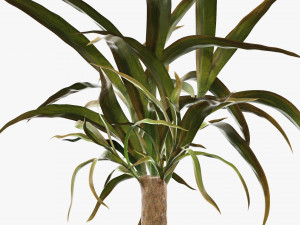 Plant 01 3D मॉडल