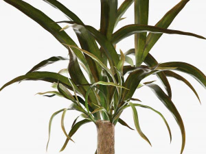 Plant 01 3D Model