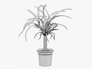 Plant 01 3D मॉडल