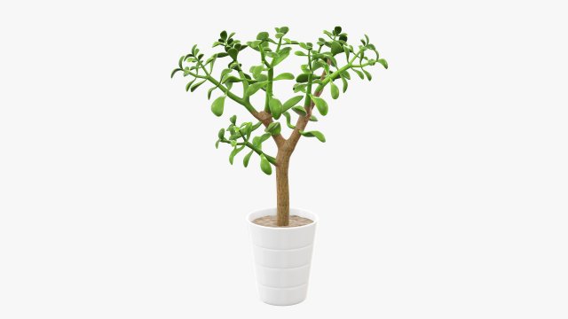Plant crassula in flower pot Modelo 3D .c4d .max .obj .3ds .fbx .stl .blend 