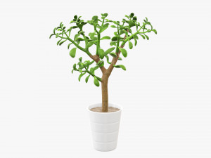 Plant crassula in flower pot Modelo 3D