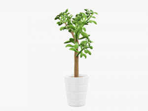 Plant crassula in flower pot Modelo 3D