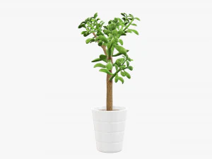 Planta crassula en maceta Modelo 3D