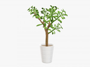 Plant crassula in flower pot Modelo 3D