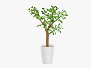 Planta crassula en maceta Modelo 3D