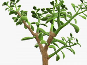 Plant crassula in flower pot Modelo 3D