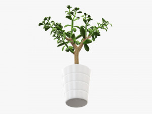 Plant crassula in flower pot Modelo 3D