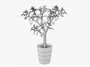 Plant crassula in flower pot Modelo 3D