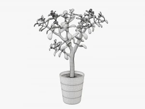 Planta crassula en maceta Modelo 3D