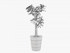 Plant crassula in flower pot Modelo 3D