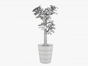 Planta crassula en maceta Modelo 3D