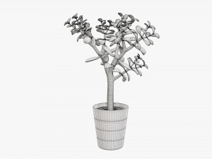 Plant crassula in flower pot Modelo 3D