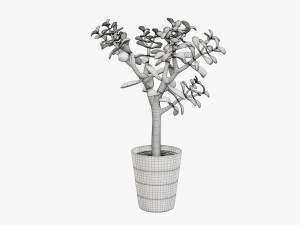 Planta crassula en maceta Modelo 3D