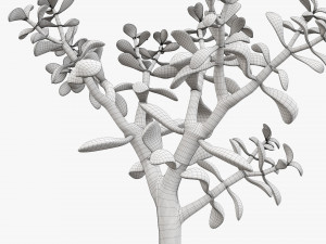 Plant crassula in flower pot Modelo 3D