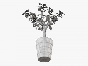 Plant crassula in flower pot Modelo 3D