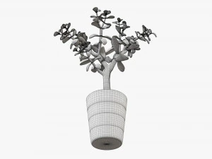 Planta crassula en maceta Modelo 3D