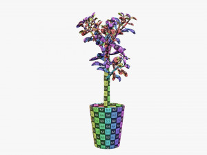 Plant crassula in flower pot Modelo 3D