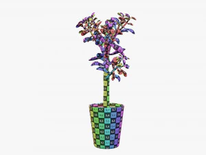 Planta crassula en maceta Modelo 3D