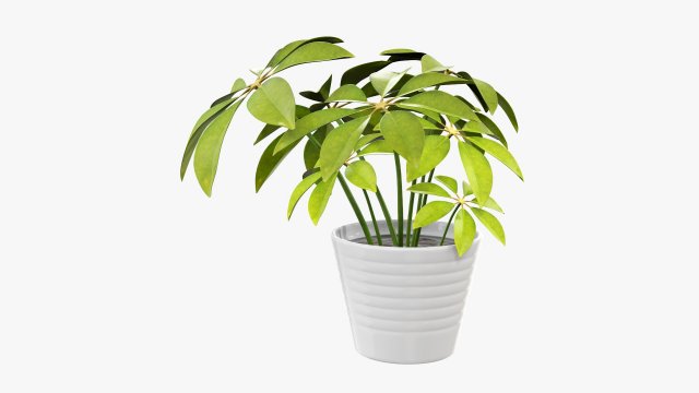 Plant schefflera in pot 3D Model .c4d .max .obj .3ds .fbx .stl .blend 