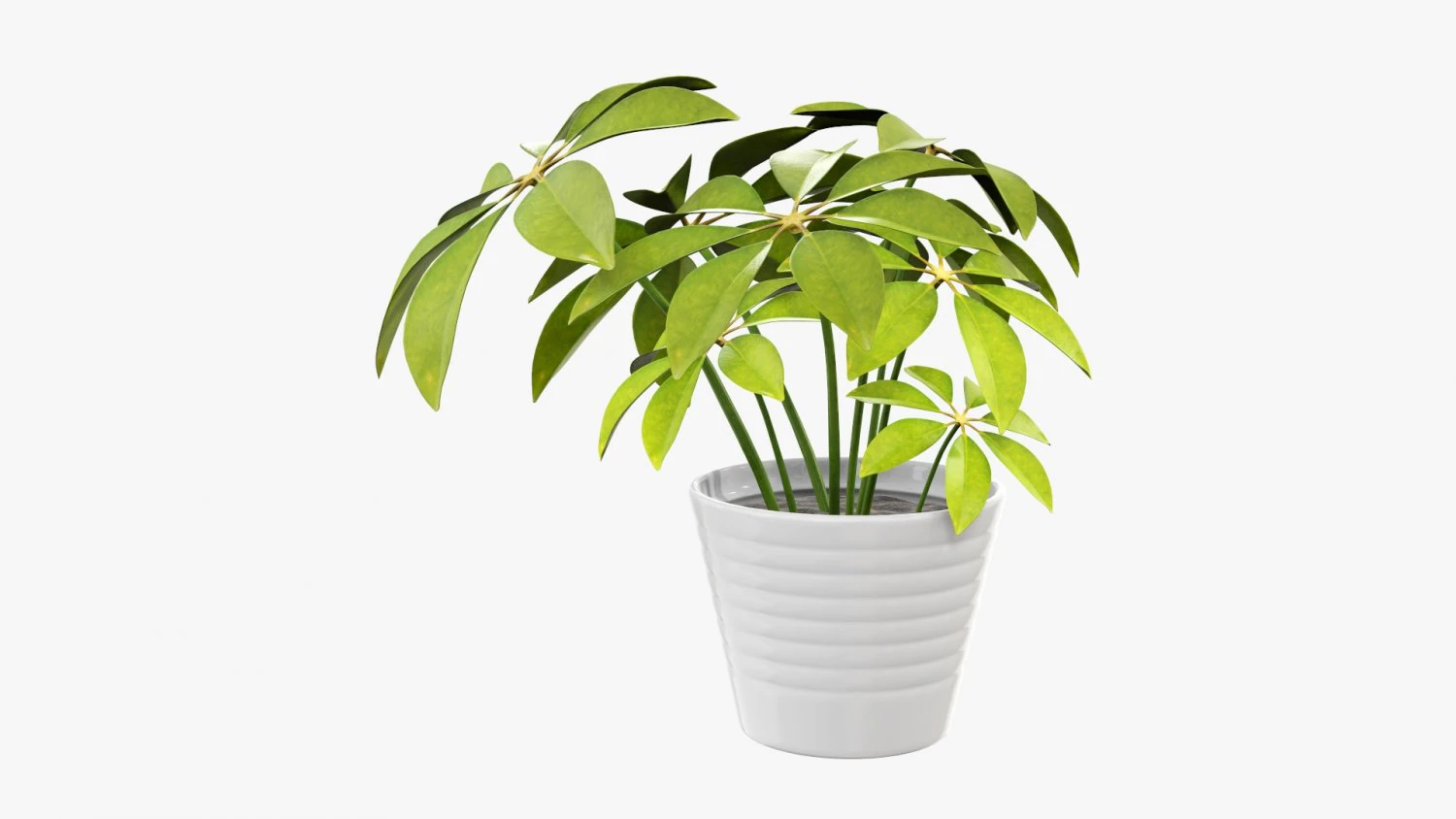 Plant schefflera in pot 3D Model .c4d .max .obj .3ds .fbx .stl .blend 