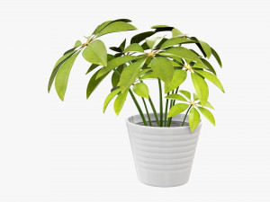 Plant schefflera in pot 3D Model