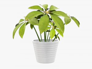 Plant schefflera in pot 3D Model