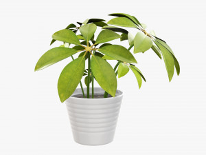 Plant schefflera in pot 3D Model
