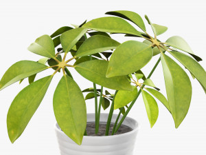 Plant schefflera in pot 3D Model