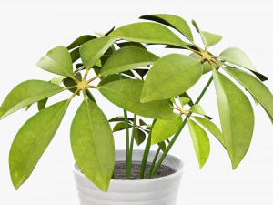 Plant schefflera in pot 3D Model