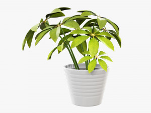Plant schefflera in pot 3D Model
