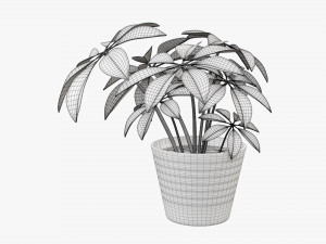 Plant schefflera in pot 3D Model