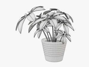 Plant schefflera in pot 3D Model