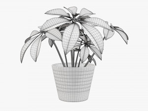 Plant schefflera in pot 3D Model