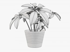 Plant schefflera in pot 3D Model