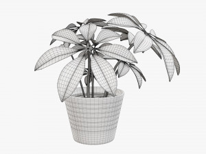 Plant schefflera in pot 3D Model
