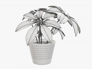 Plant schefflera in pot 3D Model