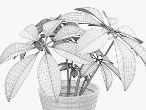 Plant schefflera in pot 3D Model